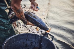Pêche durable sur la Loire en compagnie de Christophe Hay (photo 7)