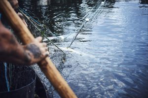 Pêche durable sur la Loire en compagnie de Christophe Hay (photo 5)